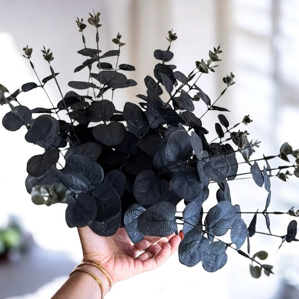 6 Pieces Of Black Eucalyptus Stems