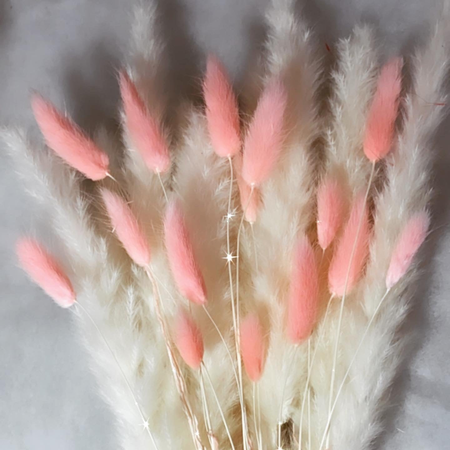 Mixed Bunny Tails & Pampas Stem ββ AURORA β Bouquet