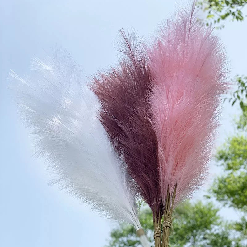 Fluffy βππͺπΎπβ Pampas Stems