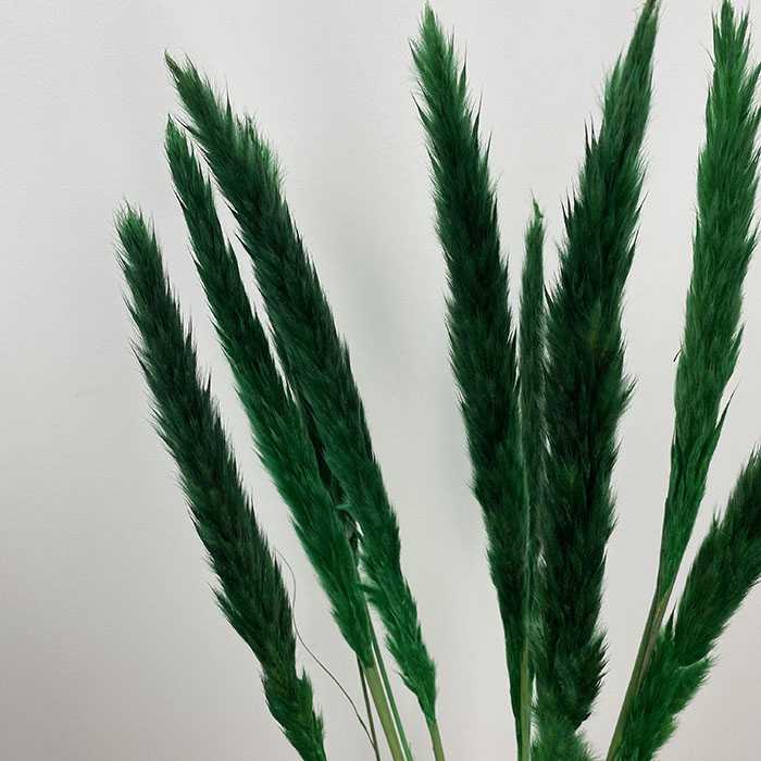 Emerald Green Pampas | Forest Green Dried Flowers