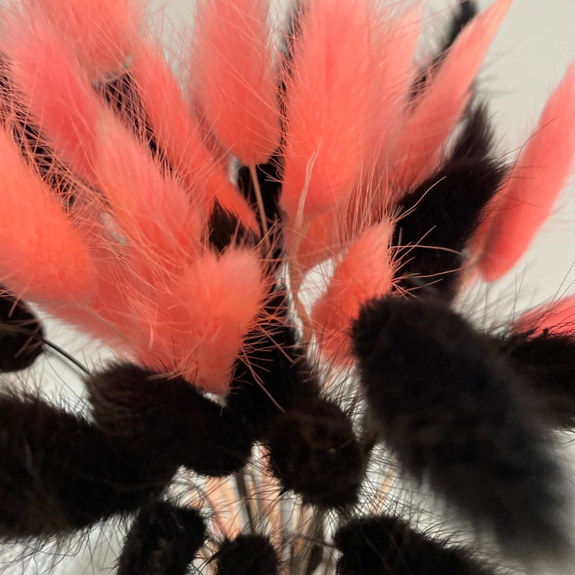 Bright โ๐ข๐พ๐ถ๐ถ๐ฎ๐ปโ Vibe Mixed Pampas Bunny Tails