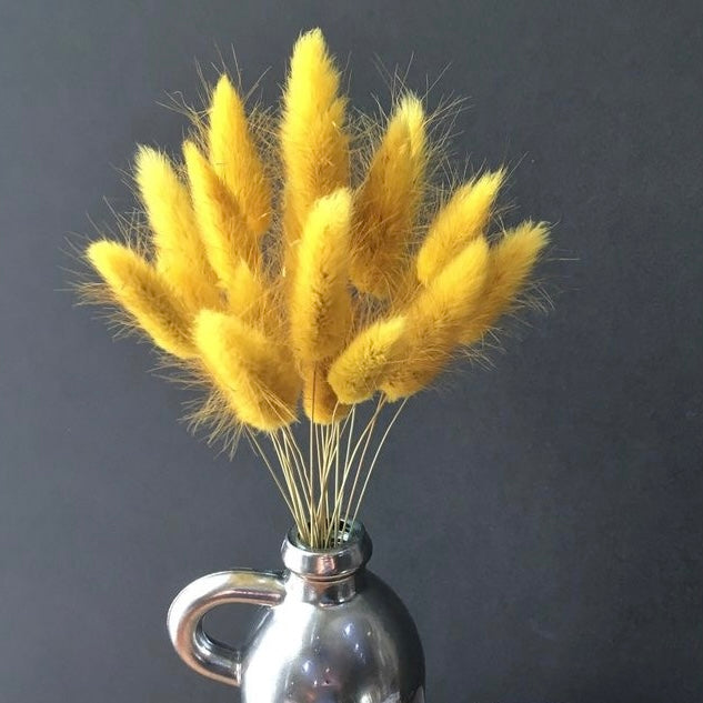 Spring Bunny Tails | Easter Dried Flowers