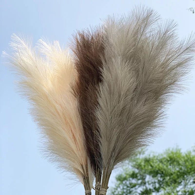Fluffy βππͺπΎπβ Pampas Stems