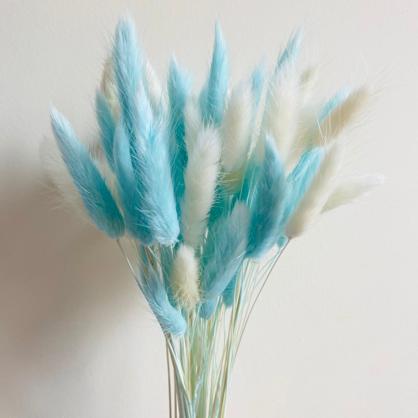 Fluffy โ๐ฃ๐ฒ๐ฏ๐ฏ๐ช๐ท๐โ Mixed Pampas & Bunny Tails