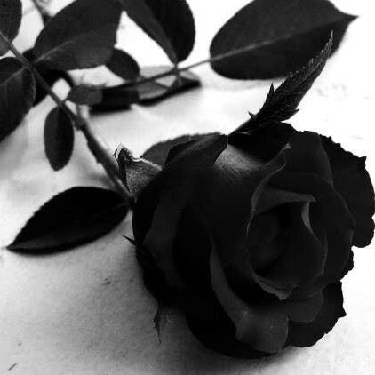 Luxury Set Of Black Synthetic Roses