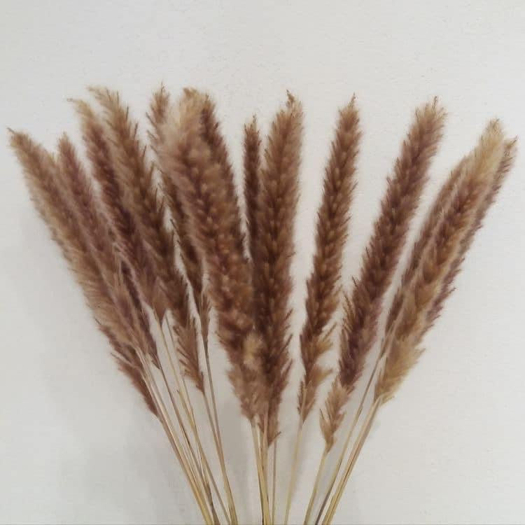 Natural Pampas Brown β ππΈπ¬πΈβ Grass Stems