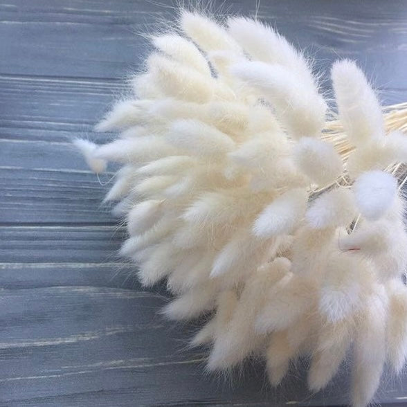 Fluffy โ๐ข๐ท๐ธ๐ ๐ฆ๐ฑ๐ฒ๐ฝ๐ฎโ Pampas Bunny Tails