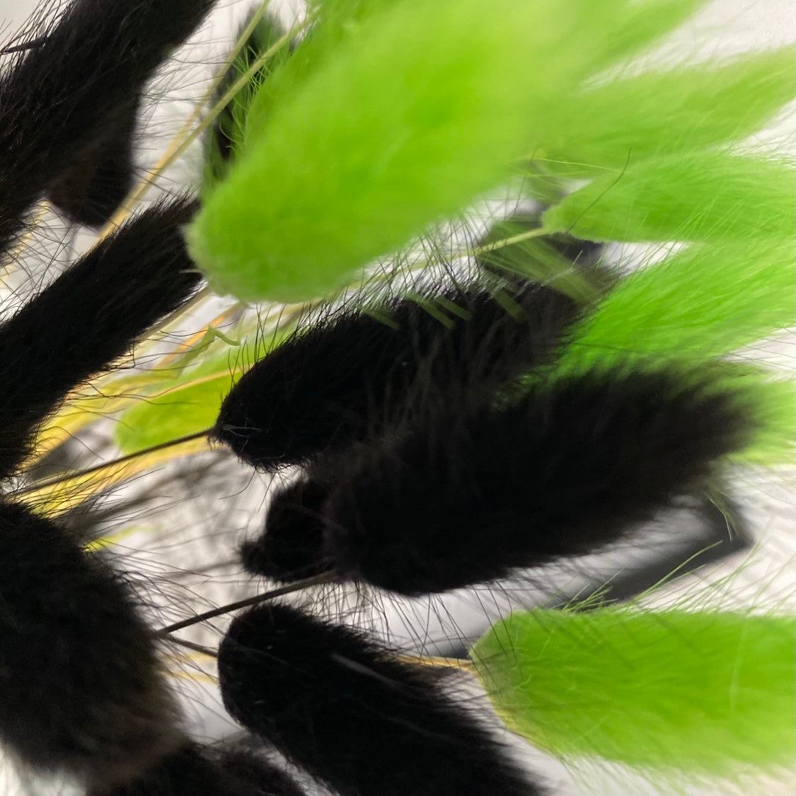 Bright โ๐๐ฎ๐ผ๐ฝ๐ฒ๐ฟ๐ช๐ตโ Style Mixed Pampas Bunny Tails