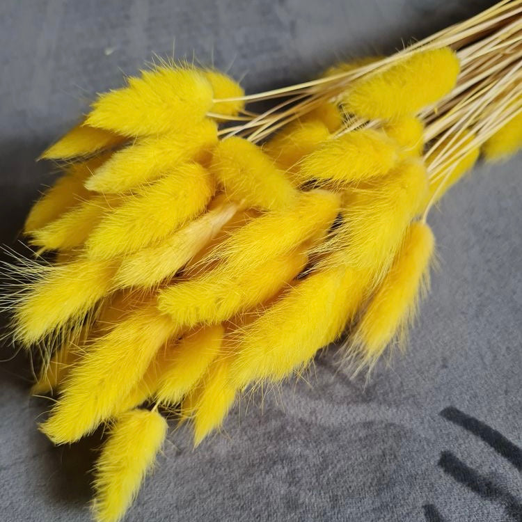 Spring Bunny Tails | Easter Dried Flowers