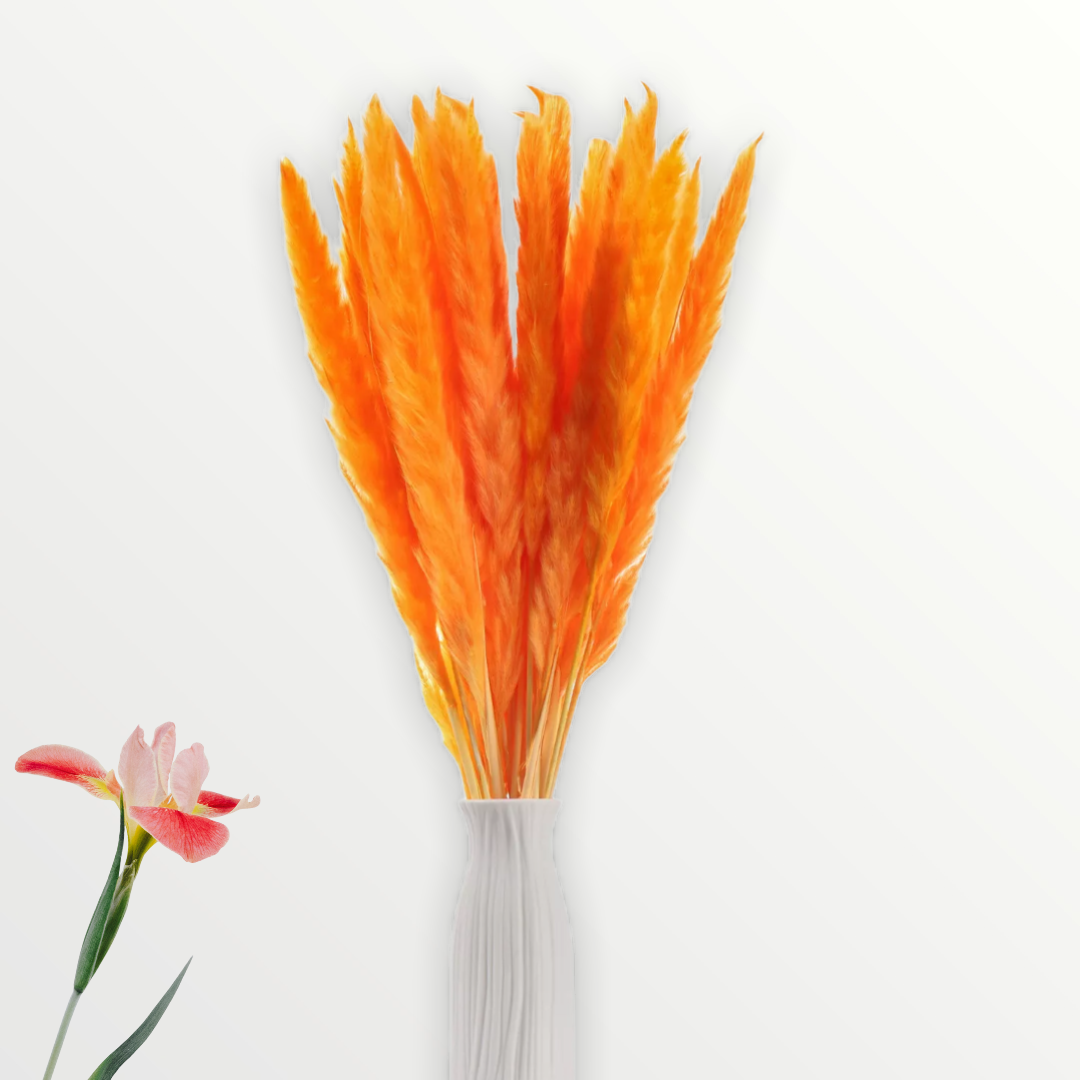 Fluffy Orange โ๐ฃ๐ช๐ท๐ฐ๐ฎ๐ป๐ฒ๐ท๐ฎโ Pampas Grass Stems