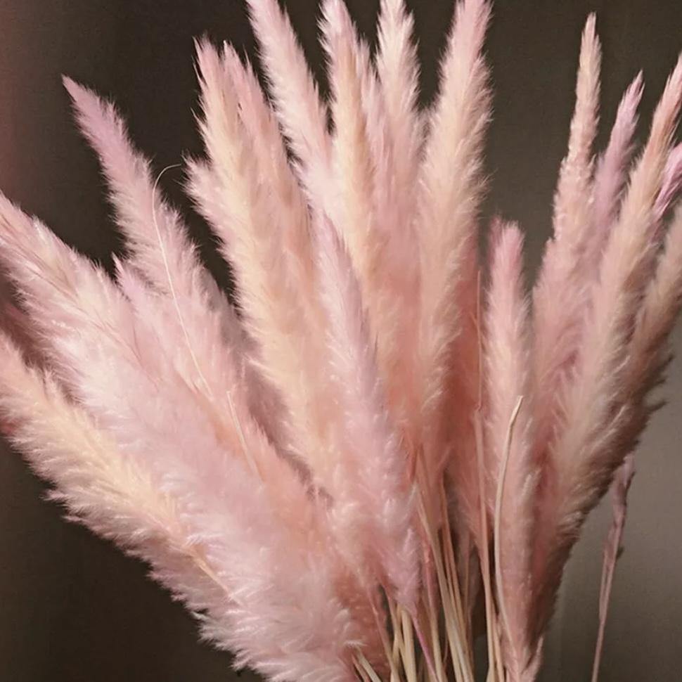 Natural Pampas Pink โ๐๐ช๐ป๐ซ๐ฒ๐ฎโ Grass Stems - Pretty Little Presents