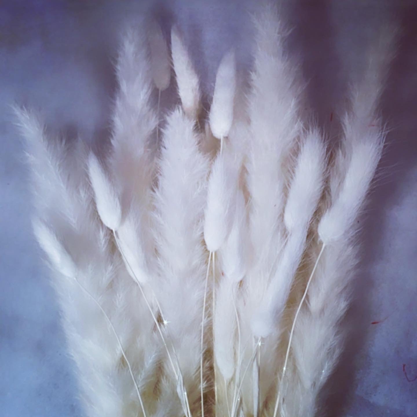 Mixed Bunny Tails & Pampas Stem βππΎπΌπ΄πβ Bouquet