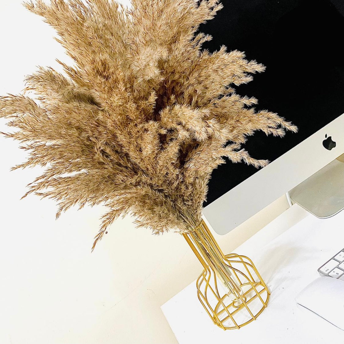 Five Natural Pampas RIO Raw Fluffy Stems