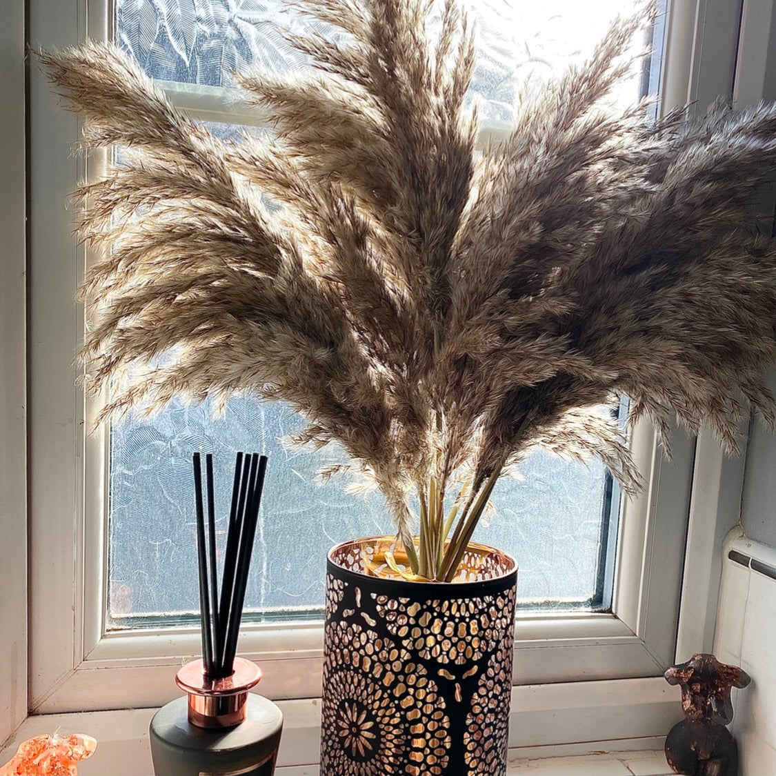 Natural Pampas βπ‘πΎπ²β Raw Fluffy Stems