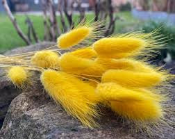 Spring Bunny Tails | Easter Dried Flowers