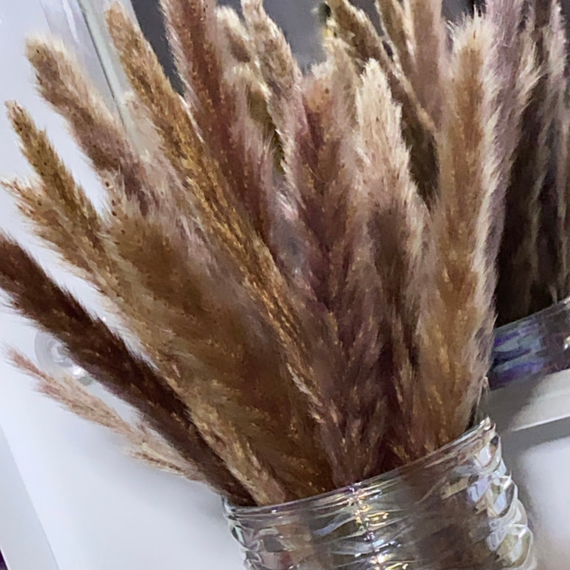 Seven Short Stem ‘𝓑𝓸𝓷𝓷𝔂’ Pampas Grass Stems
