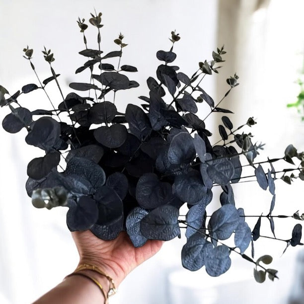 6 Pieces Of Black Eucalyptus Stems