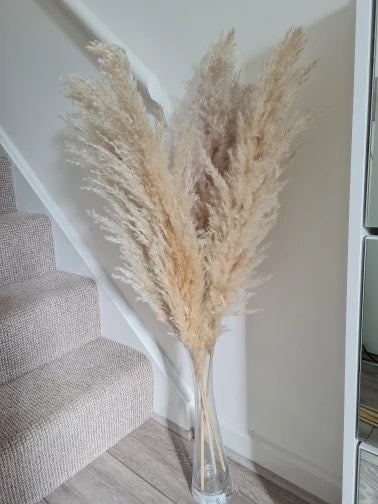 Large Fluffy ‘𝓐𝓿𝓪' Natural Pampas Plumes