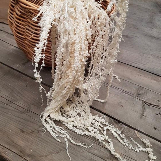 Hanging Amaranthus | Real Natural Amaranthus | Hanging Preserved Plant |