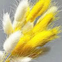 Spring Bunny Tails | Easter Dried Flowers