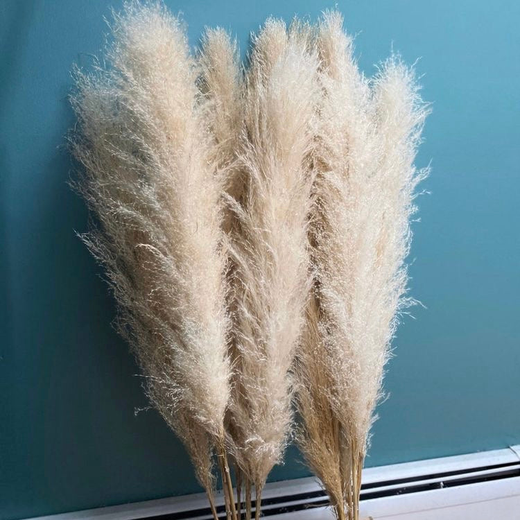 Large Fluffy ‘𝓐𝓿𝓪' Natural Pampas Plumes