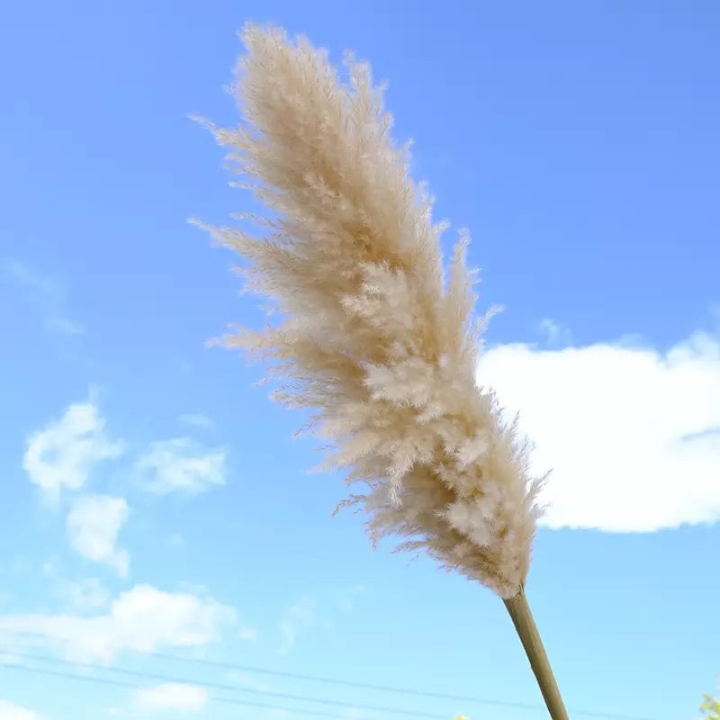 Large Fluffy ‘𝓐𝓿𝓪' Natural Pampas Plumes