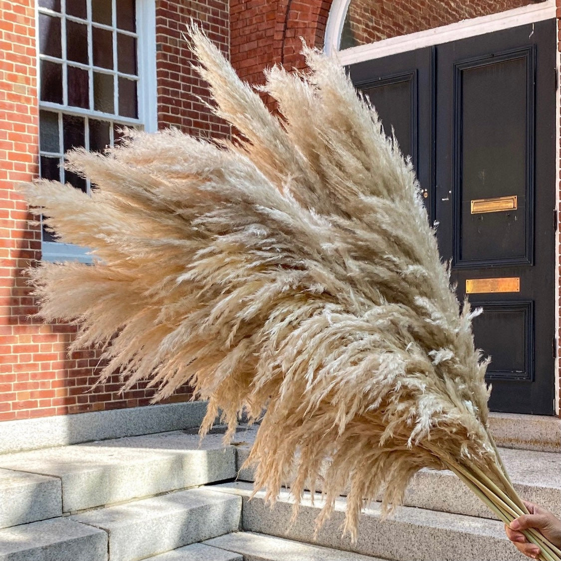 Large Fluffy ‘𝓐𝓿𝓪' Natural Pampas Plumes