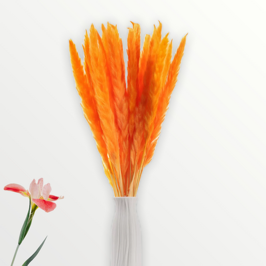 Fluffy Orange  ‘𝓣𝓪𝓷𝓰𝓮𝓻𝓲𝓷𝓮‘ Pampas  Grass Stems