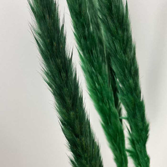 Emerald Green Pampas | Forest Green Dried Flowers