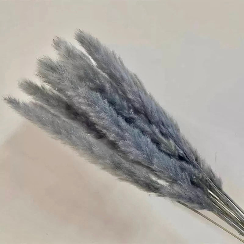 Luxury ‘𝓖𝓻𝓪𝓬𝓲𝓮’ Grey Fluffy Pampas Stems