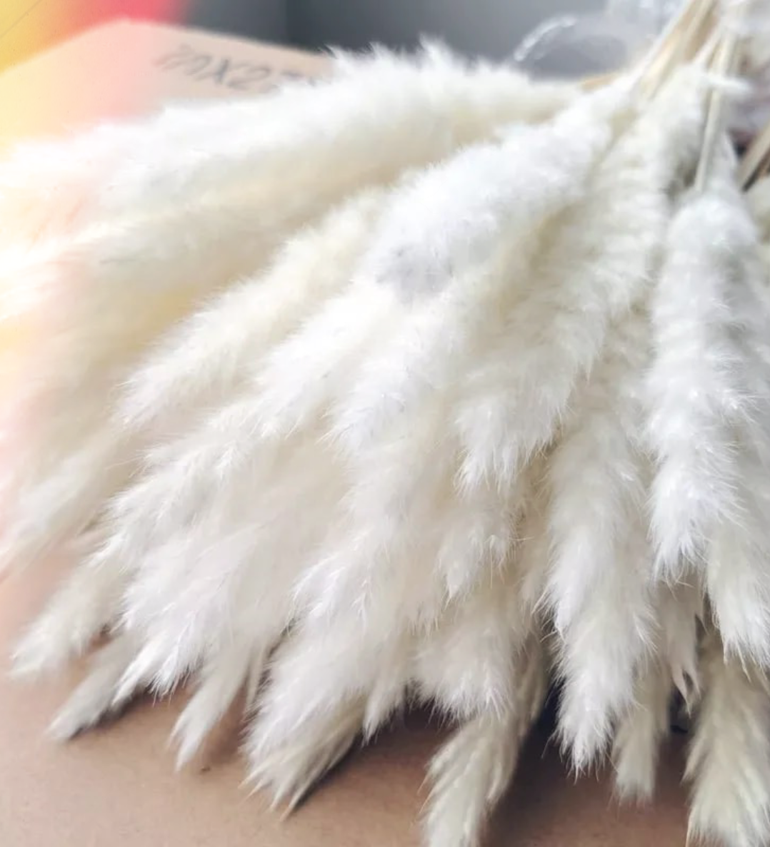 Natural Pampas White ‘𝓦𝓲𝓵𝓵𝓸𝔀‘ Grass Stems - Pretty Little Presents