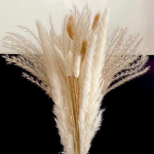 Natural Tone  ‘𝓟𝓱𝓸𝓮𝓫𝓮’  Mixed Pampas Bunny Tails