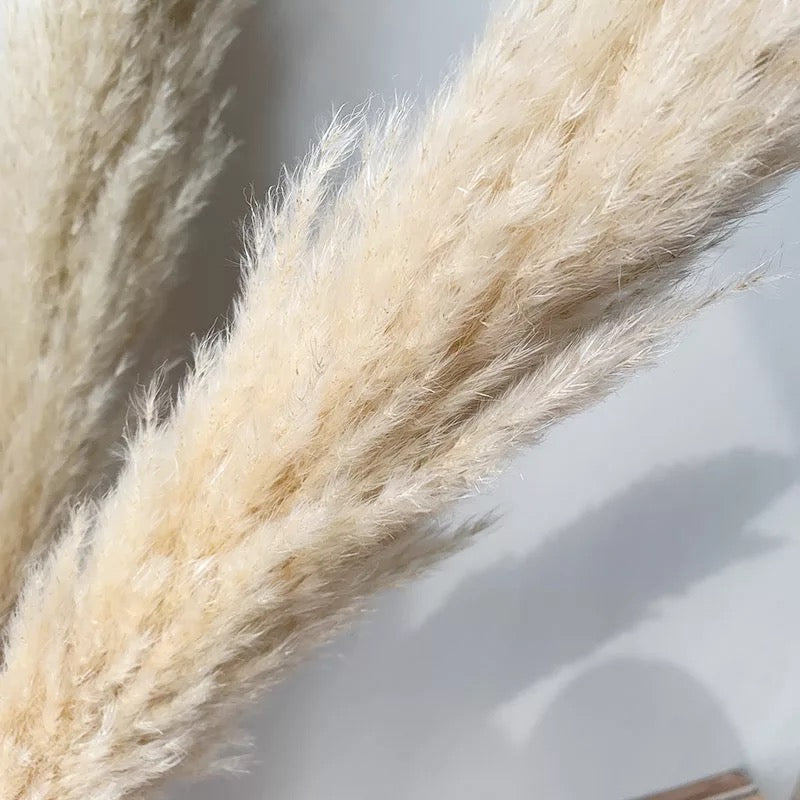 Large Fluffy ‘𝓐𝓿𝓪' Natural Pampas Plumes