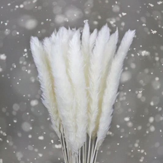 Natural Pampas White WILLOW Grass Stems